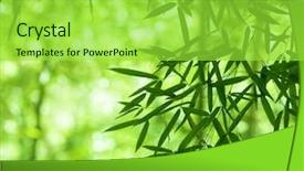  Presentation with bamboo - Slide deck consisting of chinese garden - beautiful green bamboo forest background and a yellow colored foreground