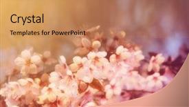  Presentation with tree spring flowers apple flowers - Colorful presentation enhanced with chinese garden - cherry tree flowers blooming backdrop and a coral colored foreground