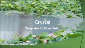  Presentation with lotus flower - Presentation theme consisting of chinese garden - lotus flower plants background and a  colored foreground