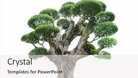  Presentation with chinese chinese - Colorful slide deck enhanced with chinese garden - tree isolated on a white backdrop and a white colored foreground