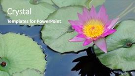  Presentation with chinese chinese - PPT layouts with chinese garden - waterlily background and a seafoam green colored foreground