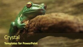  Presentation with frog - PPT theme featuring chinese-gliding-frog-with-eyes background and a  colored foreground