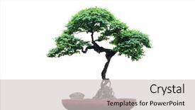  Presentation with bonsai - Audience pleasing presentation theme consisting of china japan - chinese green bonsai tree isolated backdrop and a light gray colored foreground