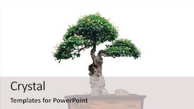  Presentation with green tree - Presentation theme having chinese green bonsai tree isolated background and a light gray colored foreground