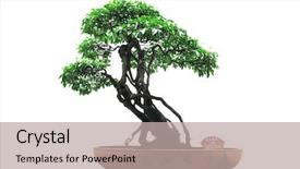  Presentation with green tree - Audience pleasing PPT theme consisting of chinese green bonsai tree isolated backdrop and a mint green colored foreground