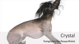  Presentation with old dog - Beautiful presentation design featuring chinese hairless crested dog 2 backdrop and a light gray colored foreground
