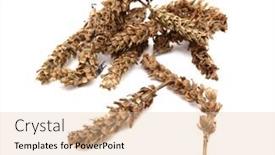  Presentation with herb - Audience pleasing slides consisting of chinese-herb-prunella-vulgaris backdrop and a lemonade colored foreground