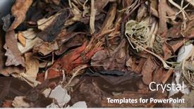  Presentation with traditional medicine medicine - Audience pleasing PPT theme consisting of chinese-herbal-tea-traditional-medicine backdrop and a tawny brown colored foreground