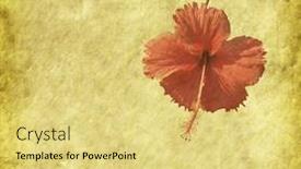  Presentation with chinese - Theme consisting of chinese-hibisci-rosae-sinensis-flower background and a yellow colored foreground