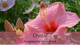  Presentation with hibiscus - PPT theme enhanced with chinese hibiscus flower plant background and a coral colored foreground