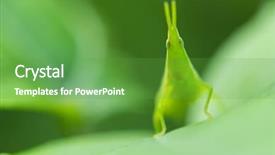  Presentation with locust - Presentation theme consisting of arthropoda - chinese locust acrida cinerea close background and a tawny brown colored foreground