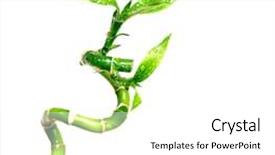  Presentation with lucky bamboo - Audience pleasing PPT theme consisting of chinese lucky bamboo close-up backdrop and a white colored foreground