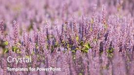  Presentation with chinese chinese - Slide set having chinese-mesona-flower-field background and a coral colored foreground