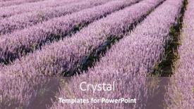  Presentation with chinese chinese - Presentation theme featuring chinese-mesona-flower-field background and a coral colored foreground