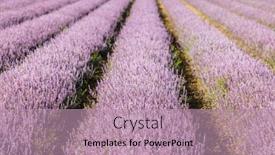  Presentation with chinese - PPT theme enhanced with chinese-mesona-flower-field background and a coral colored foreground