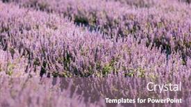  Presentation with chinese chinese - PPT layouts consisting of chinese-mesona-flower-field background and a coral colored foreground