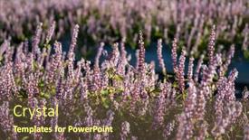  Presentation with chinese chinese - Theme with chinese-mesona-flower-field background and a tawny brown colored foreground