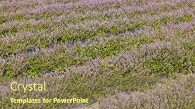  Presentation with chinese chinese - Slide set having chinese-mesona-flower-field background and a tawny brown colored foreground