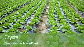 Presentation with soil erosion - Amazing PPT theme having chinese mustard with plastic film backdrop and a tawny brown colored foreground