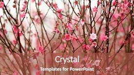  Presentation with lunar new year - Colorful PPT theme enhanced with chinese new year decoration flower backdrop and a red colored foreground