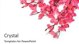  Presentation with chinese new year - Audience pleasing theme consisting of chinese new year decoration backdrop and a white colored foreground