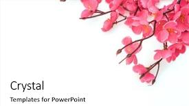  Presentation with chinese new year - Cool new PPT layouts with chinese new year decoration on white background backdrop and a white colored foreground