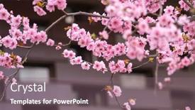  Presentation with apricot - Cool new PPT layouts with chinese-plum-japanese-apricot-prunus backdrop and a gray colored foreground