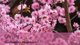  Presentation with apricot - Amazing PPT theme having chinese-plum-japanese-apricot-prunus backdrop and a coral colored foreground