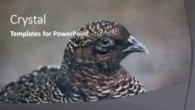  Presentation with chinese - Presentation theme featuring chinese-ring-necked-pheasant-phasianus background and a gray colored foreground