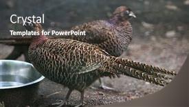  Presentation with chinese - Amazing presentation design having chinese-ring-necked-pheasant-phasianus backdrop and a dark gray colored foreground