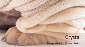  Presentation with pei - Amazing slide set having chinese shar pei close up of leg backdrop and a coral colored foreground