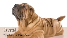  Presentation with pei - Amazing PPT theme having chinese shar pei puppy laying down looking up isolated on white background backdrop and a coral colored foreground