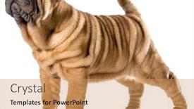  Presentation with pei - Beautiful presentation featuring chinese-shar-pei-puppy-standing backdrop and a coral colored foreground