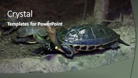 Presentation with stripe - Beautiful presentation featuring chinese-stripe-necked-turtle-ocadia backdrop and a wine colored foreground