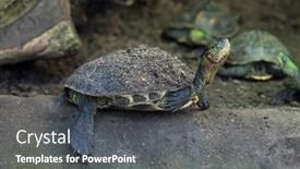  Presentation with stripe - Audience pleasing PPT theme consisting of chinese-stripe-necked-turtle-ocadia backdrop and a dark gray colored foreground