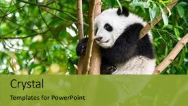  Presentation with tourist - Amazing PPT layouts having chinese tourist symbol attraction cute giant panda bear cub tree chengdu sichuan china backdrop and a gold colored foreground