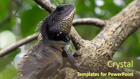  Presentation with chinese dragon - Slide deck with chinese-water-dragon-physignathus-cocincinus background and a tawny brown colored foreground