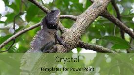  Presentation with chinese dragon - Presentation design enhanced with chinese-water-dragon-physignathus-cocincinus background and a seafoam green colored foreground