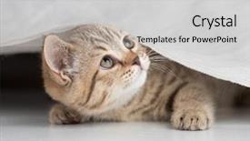  Presentation with cat - Presentation theme having chinken - funny cat looking up background and a light gray colored foreground