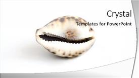  Presentation with sea shell - Theme enhanced with chinken - sea spotted shell with black background and a white colored foreground
