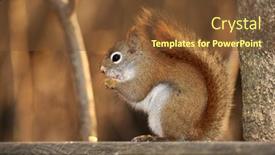  Presentation with breakfast - Audience pleasing presentation theme consisting of chipmunk-early-in-the-morning backdrop and a tawny brown colored foreground