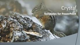  Presentation with rock - Audience pleasing slides consisting of chipmunk-standing-on-hind-legs backdrop and a gray colored foreground