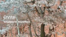  Presentation with purple night in the winter - Colorful presentation design enhanced with chirstmas - pine tree in winter night backdrop and a  colored foreground