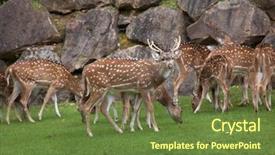  Presentation with deer - Amazing PPT theme having chital axis axis also known backdrop and a tawny brown colored foreground