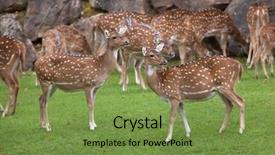  Presentation with deer - Colorful slide set enhanced with chital axis axis also known backdrop and a seafoam green colored foreground