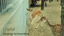  Presentation with deer - Audience pleasing theme consisting of chital-deer-mother-and-child backdrop and a mint green colored foreground