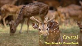  Presentation with native indian - Colorful slide set enhanced with chital-deers-are-native backdrop and a tawny brown colored foreground