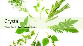 Presentation with circle - Beautiful slide set featuring chive majoram oregano parsley thym backdrop and a soft green colored foreground