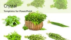  Presentation with oregano - PPT layouts having chive majoram oregano parsley thym background and a soft green colored foreground