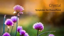  Presentation with home gardening - Presentation design with chives-at-sunset-home-gardening background and a gold colored foreground